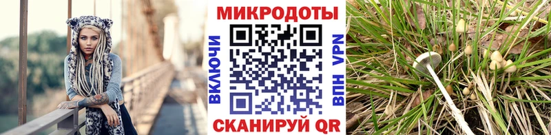 Псилоцибиновые грибы Psilocybe  где найти   Реутов 